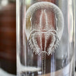 Load image into Gallery viewer, Horseshoe Crab Engraved Glass Carafe