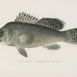 Load image into Gallery viewer, Black Sea Bass (Centropristes Striatus) - Vintage Fish Illustration - Printed on Paper | Canvas | Canvas with Frame | Metal
