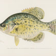 Load image into Gallery viewer, Black Crappie - Calico Bass - Strawberry Bass (Pomoxys Sparoides) - Vintage Fish Illustration - Printed on Paper | Canvas | Canvas with Frame | Metal
