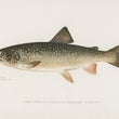 Load image into Gallery viewer, Lake Trout - Vintage Fish Illustration - Printed on Paper | Canvas | Canvas with Frame | Metal
