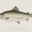 Load image into Gallery viewer, Land Locked Salmon or Quananiche - Vintage Fish Illustration - Printed on Paper | Canvas | Canvas with Frame | Metal
