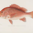 Load image into Gallery viewer, Red Snapper (Neomaenis Blackfordi) - Vintage Fish Illustration - Printed on Paper | Canvas | Canvas with Frame | Metal
