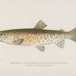 Load image into Gallery viewer, Red Throat Black Spotted Trout or Rocky Mountain Trout - Vintage Fish Illustration - Printed on Paper | Canvas | Canvas with Frame | Metal
