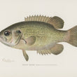 Load image into Gallery viewer, Rock Bass (Ambloplites Rupestris) - Vintage Fish Illustration - Printed on Paper | Canvas | Canvas with Frame | Metal
