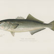 Load image into Gallery viewer, Bluefish (Pomatomus Saltatrix) - Vintage Fish Illustration - Printed on Paper | Canvas | Canvas with Frame | Metal
