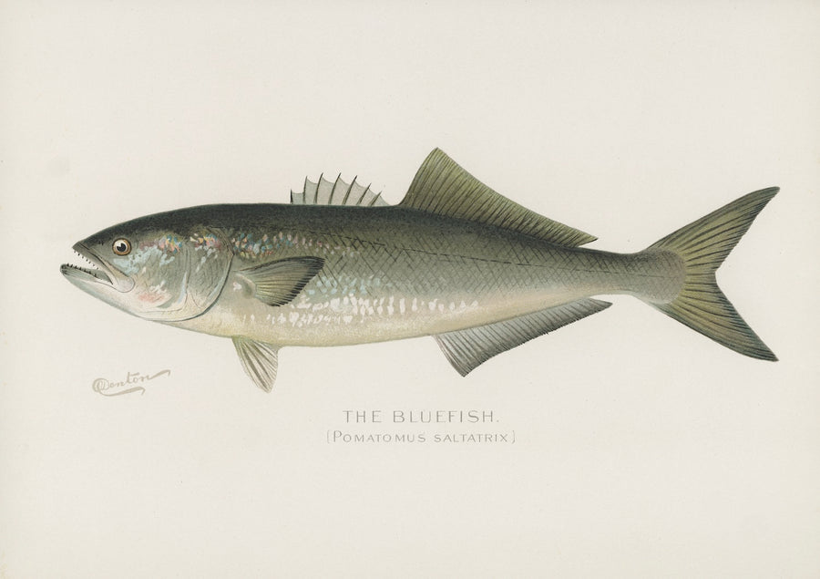 Bluefish (Pomatomus Saltatrix) - Vintage Fish Illustration - Printed o ...