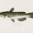 Load image into Gallery viewer, Bullhead (Amiurus Nebulosus)- Vintage Fish Illustration - Printed on Paper | Canvas | Canvas with Frame | Metal
