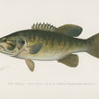 Load image into Gallery viewer, Small-Mouthed Black Bass (Micropterus Dolomieu) - Vintage Fish Illustration - Printed on Paper | Canvas | Canvas with Frame | Metal
