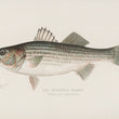 Load image into Gallery viewer, Striped Bass (Roccus Lineatus) - Vintage Fish Illustration - Printed on Paper | Canvas | Canvas with Frame | Metal
