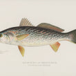 Load image into Gallery viewer, Weakfish or Squeteague (Cynoscion Regale) - Vintage Fish Illustration - Printed on Paper | Canvas | Canvas with Frame | Metal
