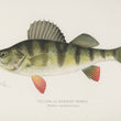 Load image into Gallery viewer, Yellow or Barred Perch (Perca Americana) - Vintage Fish Illustration - Printed on Paper | Canvas | Canvas with Frame | Metal
